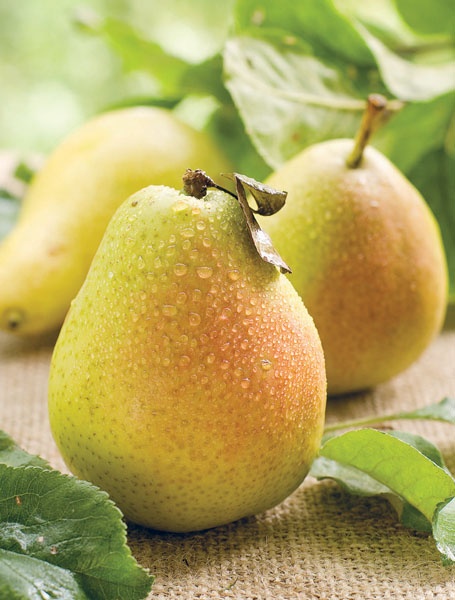 Иллюстрация к книге — Яблони и груши. Секреты урожая от Октябрины Ганичкиной [_52.jpg]