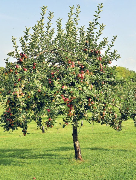 Иллюстрация к книге — Яблони и груши. Секреты урожая от Октябрины Ганичкиной [_54.jpg]