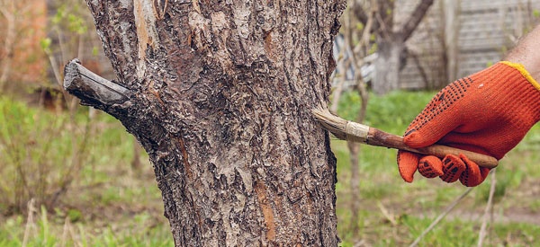 Иллюстрация к книге — Яблони и груши. Секреты урожая от Октябрины Ганичкиной [_61.jpg]