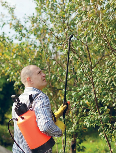 Иллюстрация к книге — Яблони и груши. Секреты урожая от Октябрины Ганичкиной [_62.jpg]