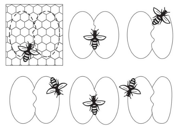 Иллюстрация к книге — Пчеловодство. Первые шаги к прибыльному хозяйству [i_018.jpg]