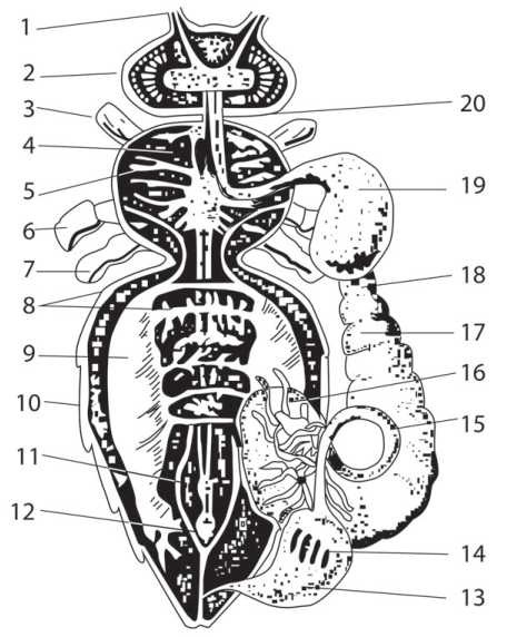 Иллюстрация к книге — Пчеловодство. Первые шаги к прибыльному хозяйству [i_020.jpg]