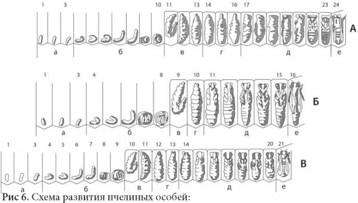 Иллюстрация к книге — Пчеловодство. Первые шаги к прибыльному хозяйству [i_022.jpg]