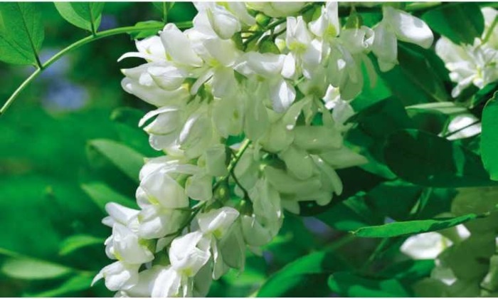 Иллюстрация к книге — Пчеловодство. Первые шаги к прибыльному хозяйству [i_080.jpg]