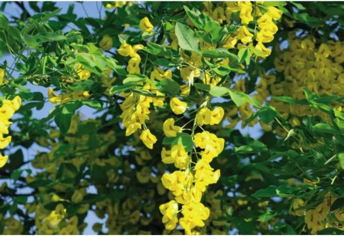 Иллюстрация к книге — Пчеловодство. Первые шаги к прибыльному хозяйству [i_081.jpg]