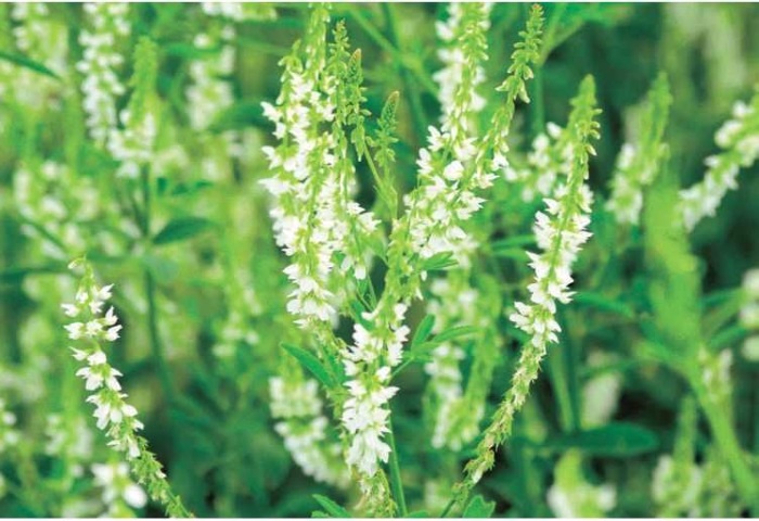 Иллюстрация к книге — Пчеловодство. Первые шаги к прибыльному хозяйству [i_084.jpg]