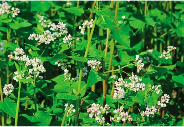 Иллюстрация к книге — Пчеловодство. Первые шаги к прибыльному хозяйству [i_085.jpg]