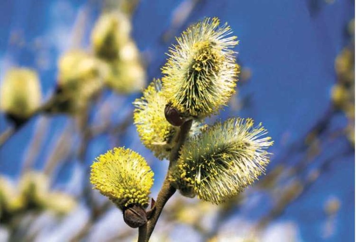 Иллюстрация к книге — Пчеловодство. Первые шаги к прибыльному хозяйству [i_086.jpg]