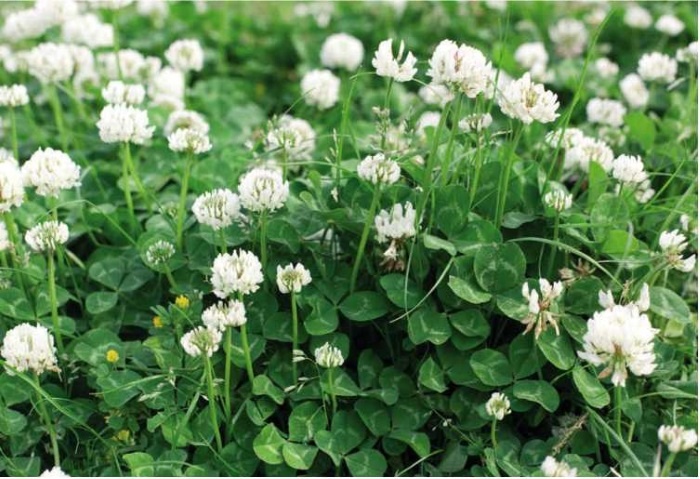 Иллюстрация к книге — Пчеловодство. Первые шаги к прибыльному хозяйству [i_088.jpg]