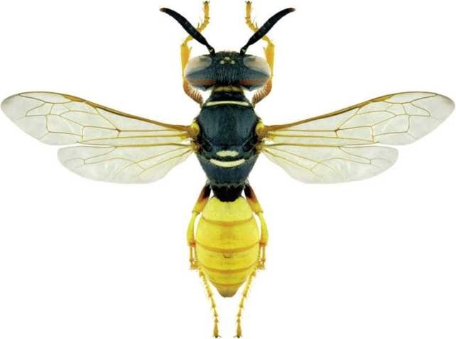 Иллюстрация к книге — Пчеловодство. Первые шаги к прибыльному хозяйству [i_093.jpg]