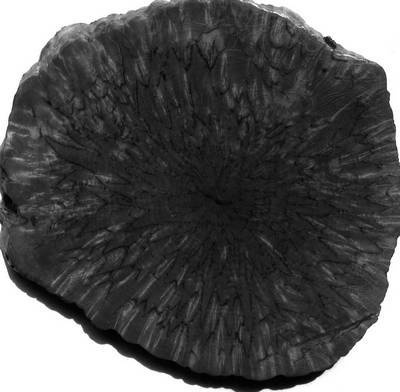 Иллюстрация к книге — Уроки искусного резчика. Вырезаем из дерева фигурки людей и животных, посуду, статуэтки [i_007.jpg]