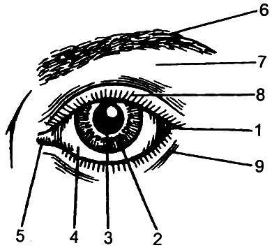 Иллюстрация к книге — Уроки искусного резчика. Вырезаем из дерева фигурки людей и животных, посуду, статуэтки [i_176.jpg]