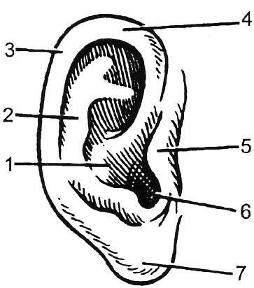Иллюстрация к книге — Уроки искусного резчика. Вырезаем из дерева фигурки людей и животных, посуду, статуэтки [i_177.jpg]