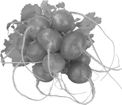 Иллюстрация к книге — Энциклопедия урожайного огорода на разумной почве [i_005.jpg]