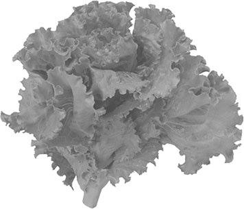 Иллюстрация к книге — Энциклопедия урожайного огорода на разумной почве [i_006.jpg]