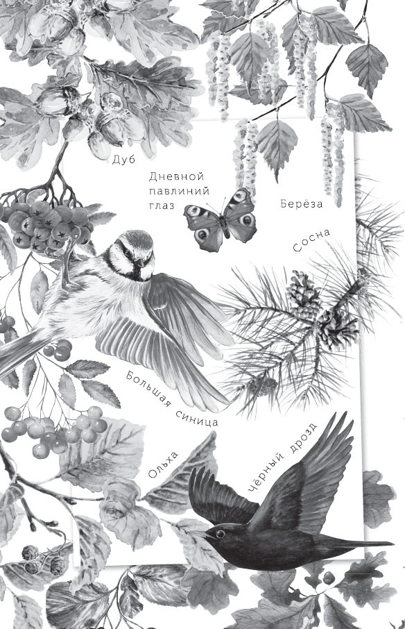 Иллюстрация к книге — Спор животных. С вопросами и ответами для почемучек [i_001.jpg]