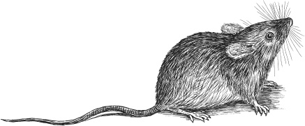 Иллюстрация к книге — Спор животных. С вопросами и ответами для почемучек [i_018.jpg]