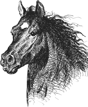 Иллюстрация к книге — Спор животных. С вопросами и ответами для почемучек [i_024.jpg]