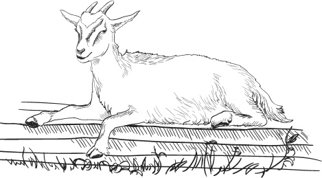 Иллюстрация к книге — Спор животных. С вопросами и ответами для почемучек [i_032.jpg]