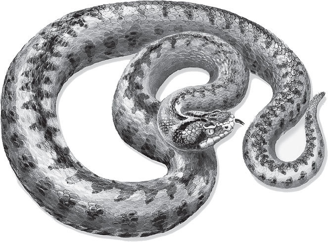 Иллюстрация к книге — Спор животных. С вопросами и ответами для почемучек [i_035.jpg]