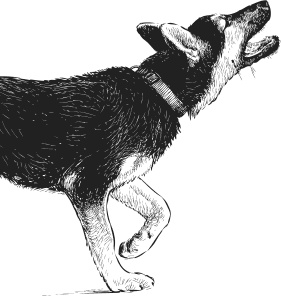 Иллюстрация к книге — Спор животных. С вопросами и ответами для почемучек [i_041.jpg]