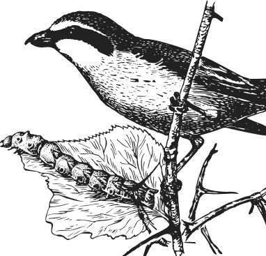 Иллюстрация к книге — Спор животных. С вопросами и ответами для почемучек [i_045.jpg]