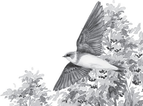 Иллюстрация к книге — Спор животных. С вопросами и ответами для почемучек [i_046.jpg]