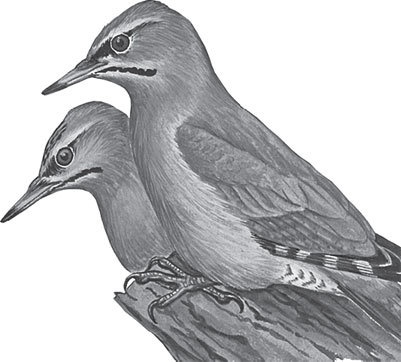 Иллюстрация к книге — Спор животных. С вопросами и ответами для почемучек [i_048.jpg]