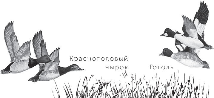 Иллюстрация к книге — Спор животных. С вопросами и ответами для почемучек [i_049.jpg]