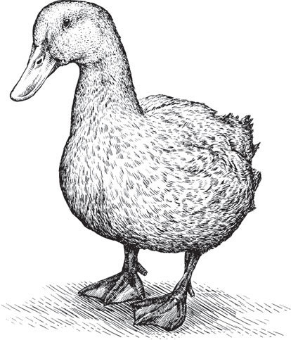 Иллюстрация к книге — Спор животных. С вопросами и ответами для почемучек [i_050.jpg]