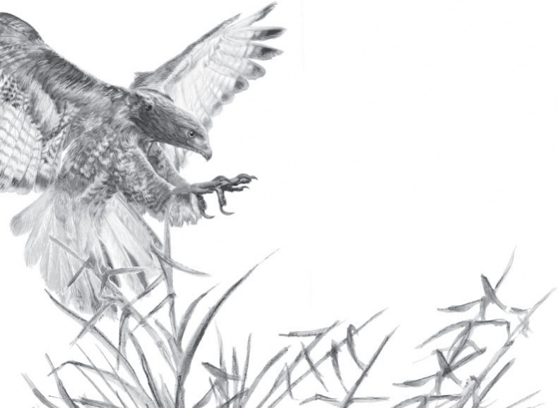 Иллюстрация к книге — Спор животных. С вопросами и ответами для почемучек [i_051.jpg]