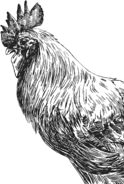 Иллюстрация к книге — Спор животных. С вопросами и ответами для почемучек [i_052.jpg]