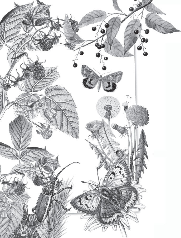 Иллюстрация к книге — Спор животных. С вопросами и ответами для почемучек [i_053.jpg]