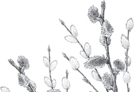 Иллюстрация к книге — Спор животных. С вопросами и ответами для почемучек [i_079.jpg]