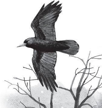 Иллюстрация к книге — Спор животных. С вопросами и ответами для почемучек [i_081.jpg]