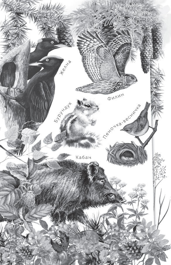 Иллюстрация к книге — Спор животных. С вопросами и ответами для почемучек [i_084.jpg]