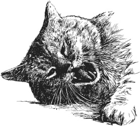 Иллюстрация к книге — Спор животных. С вопросами и ответами для почемучек [i_087.jpg]