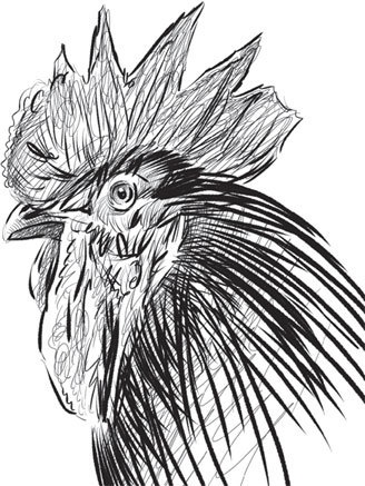 Иллюстрация к книге — Спор животных. С вопросами и ответами для почемучек [i_088.jpg]