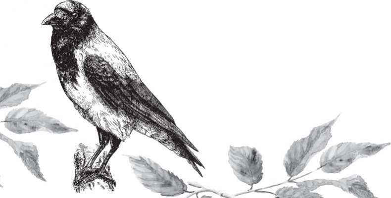 Иллюстрация к книге — Спор животных. С вопросами и ответами для почемучек [i_093.jpg]