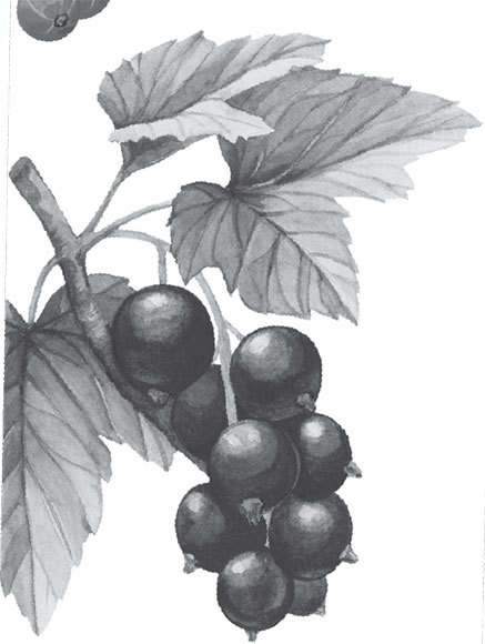 Иллюстрация к книге — Спор животных. С вопросами и ответами для почемучек [i_095.jpg]