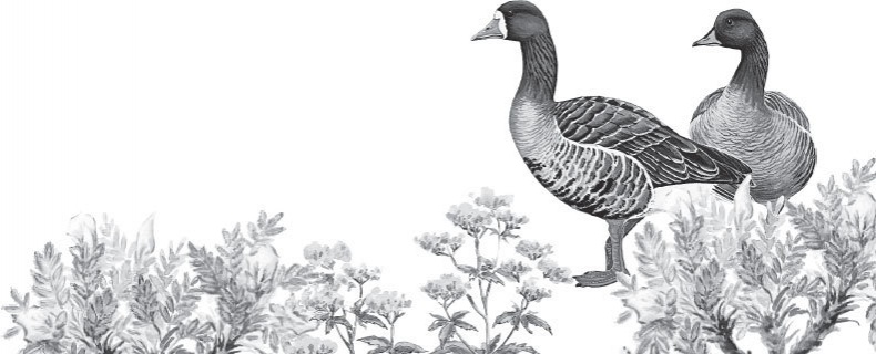 Иллюстрация к книге — Спор животных. С вопросами и ответами для почемучек [i_097.jpg]