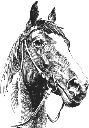 Иллюстрация к книге — Спор животных. С вопросами и ответами для почемучек [i_100.jpg]