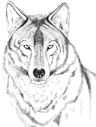 Иллюстрация к книге — Спор животных. С вопросами и ответами для почемучек [i_107.jpg]