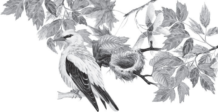 Иллюстрация к книге — Спор животных. С вопросами и ответами для почемучек [i_109.jpg]