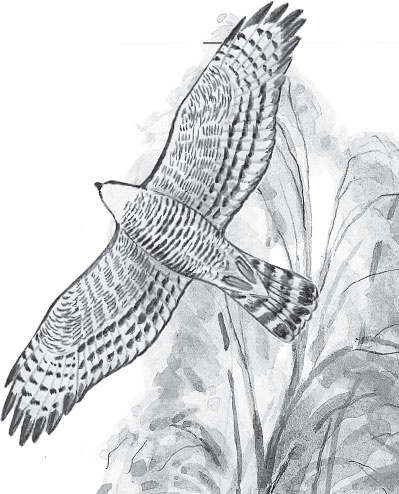 Иллюстрация к книге — Беспризорная кошка (сборник). С вопросами и ответами для почемучек [_100.jpg]