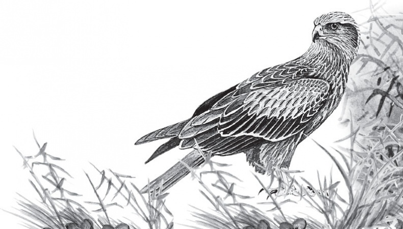 Иллюстрация к книге — Беспризорная кошка (сборник). С вопросами и ответами для почемучек [_19.jpg]