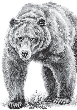 Иллюстрация к книге — Беспризорная кошка (сборник). С вопросами и ответами для почемучек [_23.jpg]