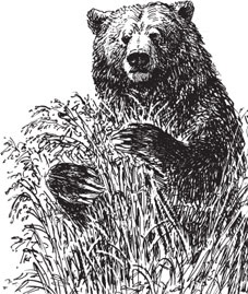 Иллюстрация к книге — Беспризорная кошка (сборник). С вопросами и ответами для почемучек [_24.jpg]