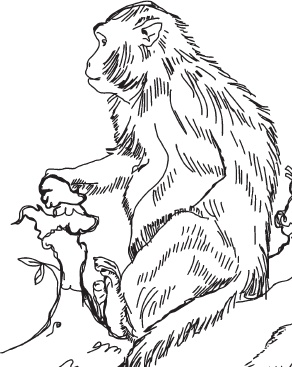 Иллюстрация к книге — Беспризорная кошка (сборник). С вопросами и ответами для почемучек [_26.jpg]