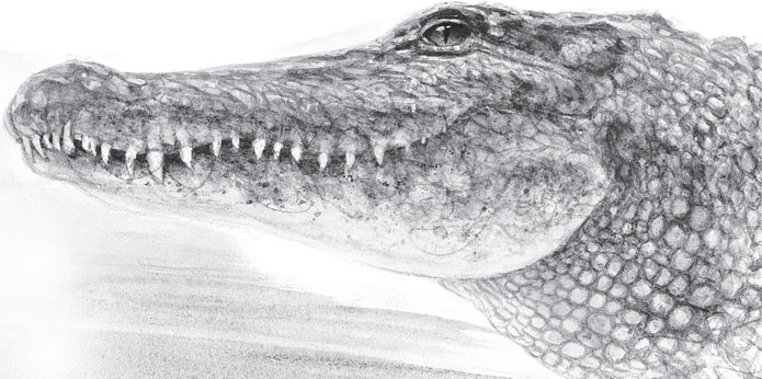 Иллюстрация к книге — Беспризорная кошка (сборник). С вопросами и ответами для почемучек [_37.jpg]